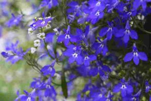 What Do Lobelia Flowers Symbolize
