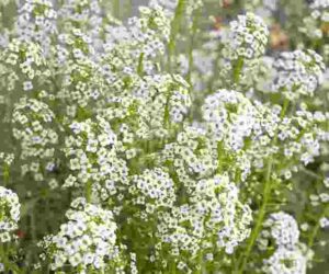 Baby Breath Meaning color meaning