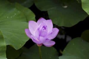 Purple Lotus Flower Meaning