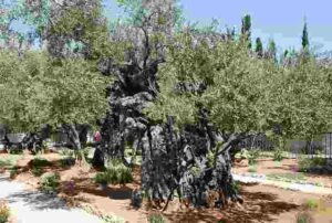 Olive trees in the bible