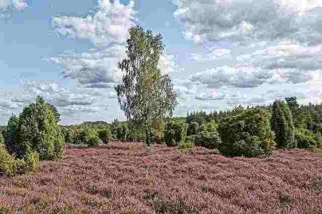 Top 10 Fertilizers for Healthy Juniper Trees And How to Use
