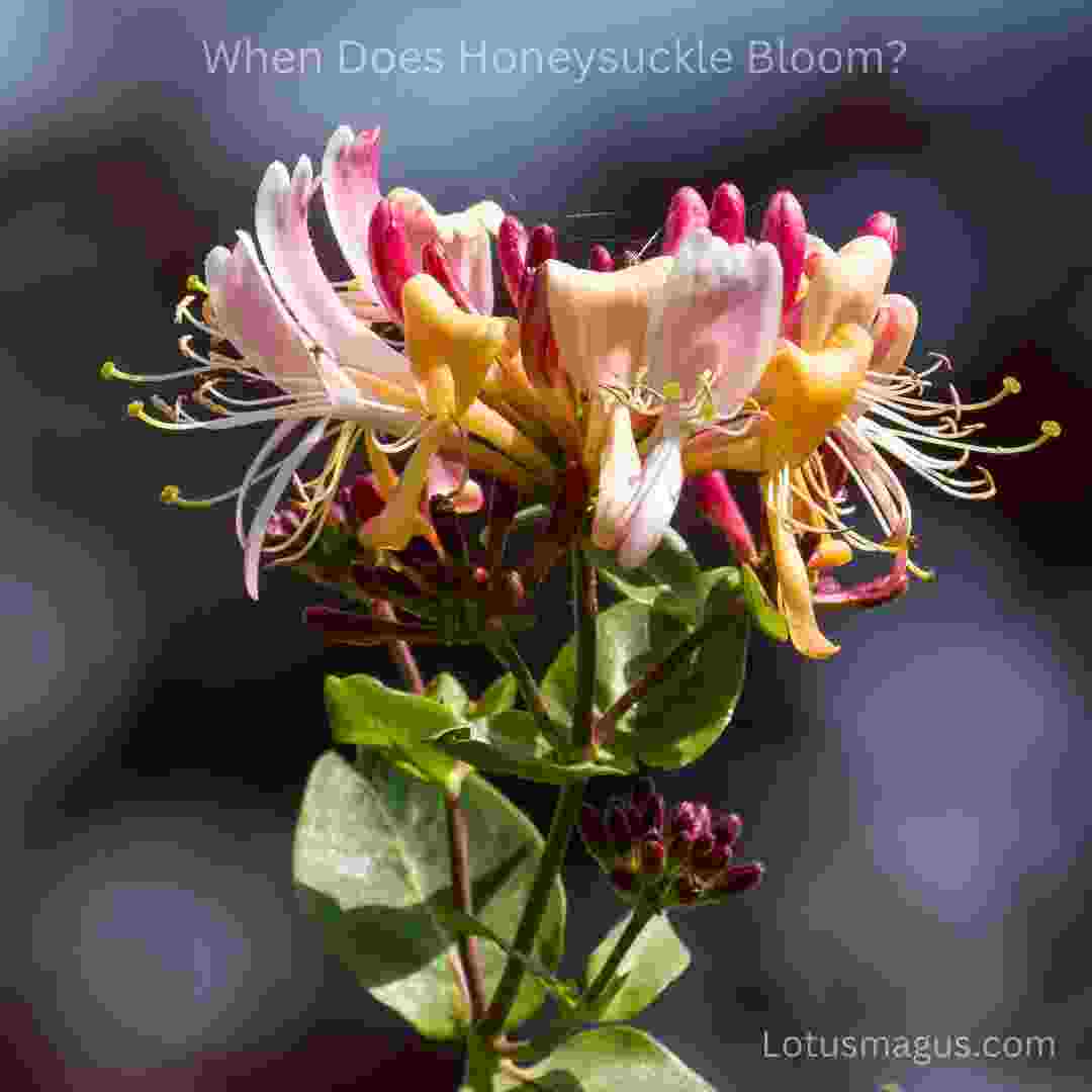 Honeysuckle Bloom