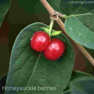 Are honeysuckle berries edible