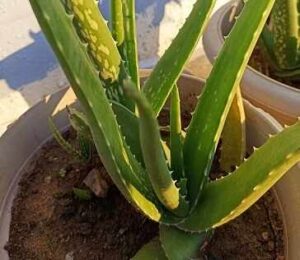 Aloe Vera plant care indoors