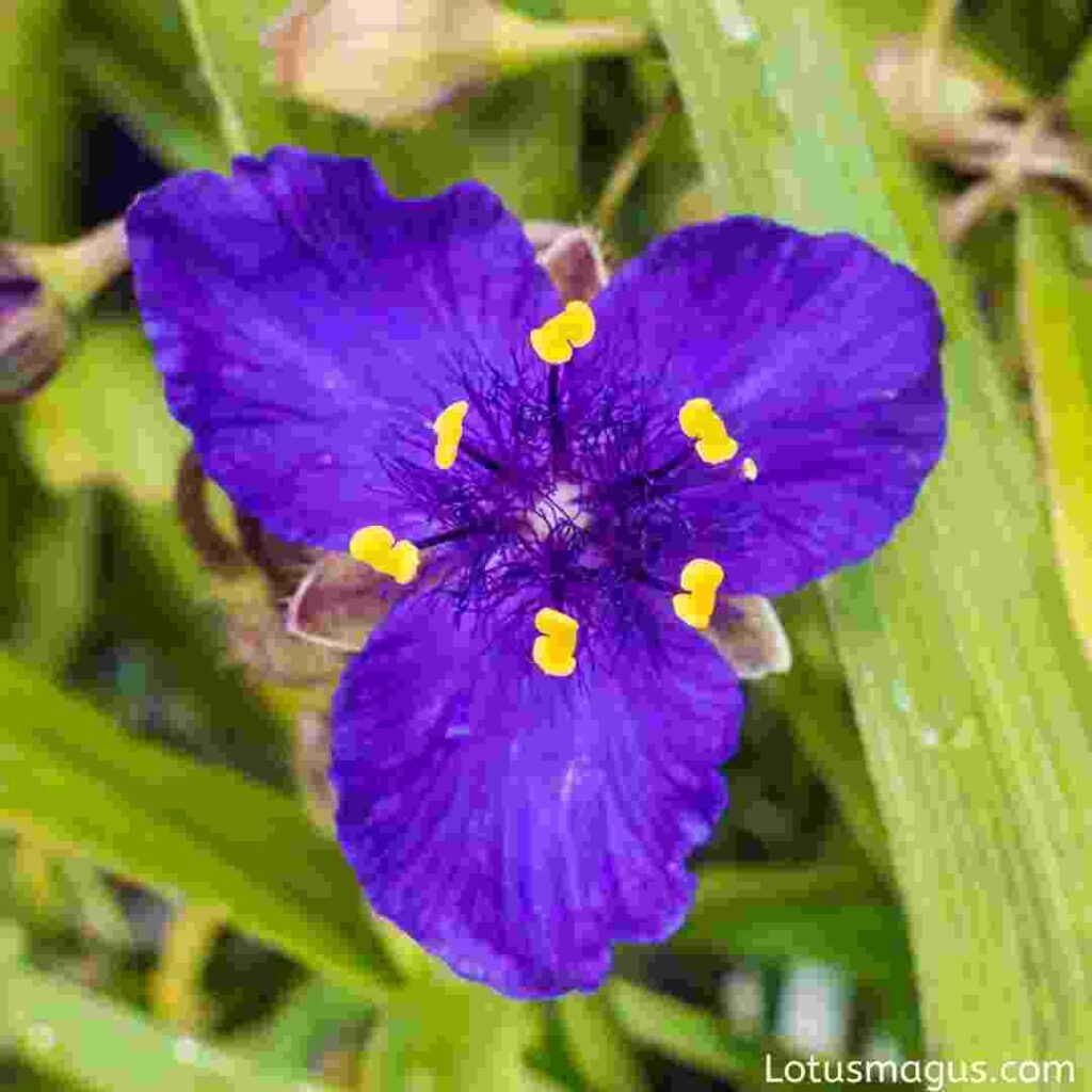 Purple Heart Flower Growing, Caring, About Tradescantia pallida