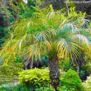 Pygmy date palm safe for cats 