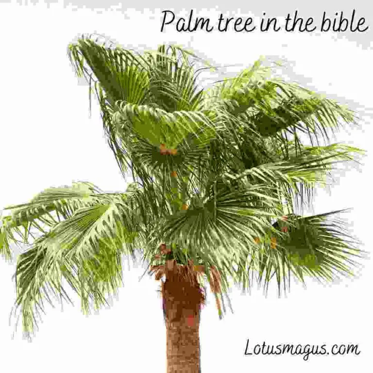 Palm Tree in the Bible  Meaning, Scriptures, Importance