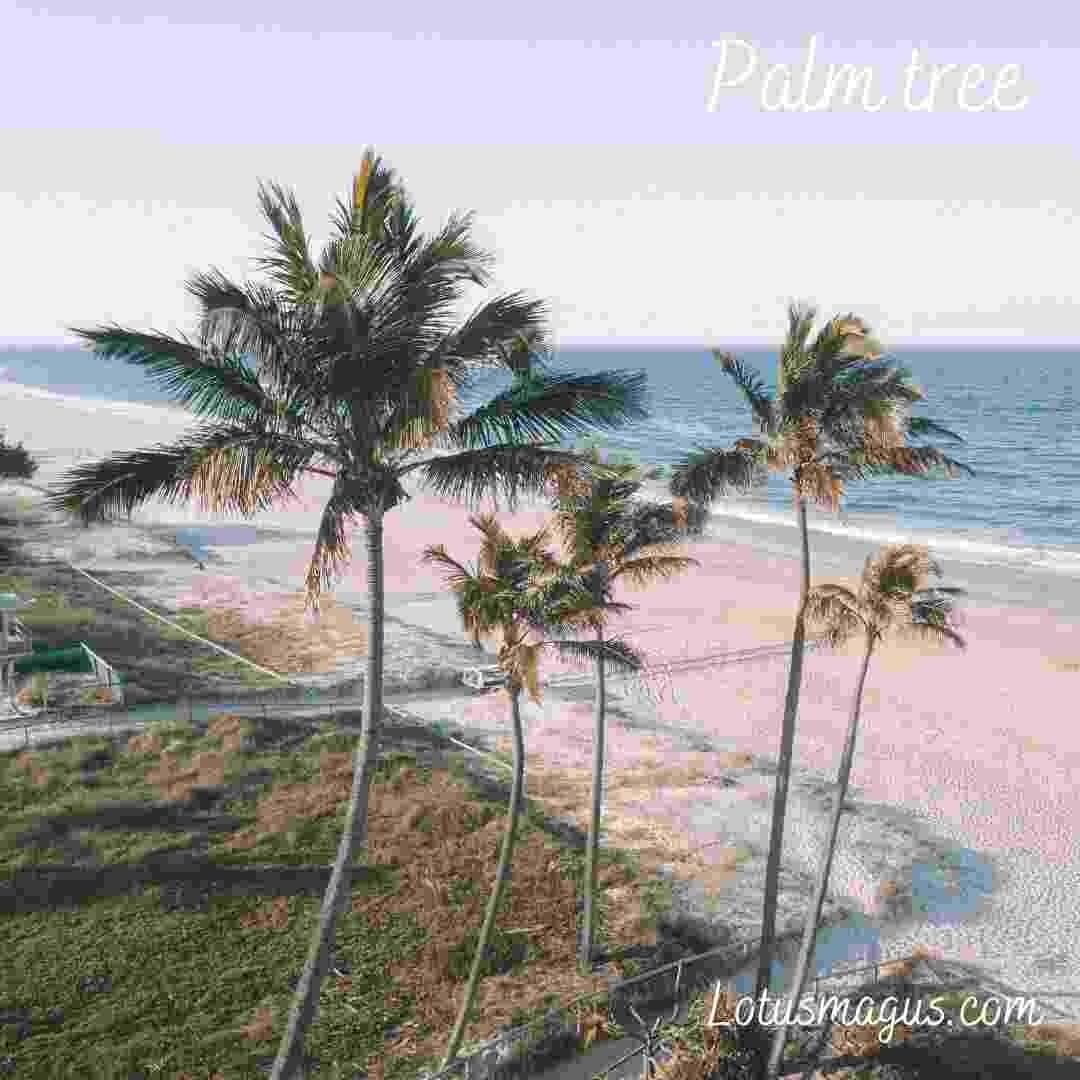 Palm Tree Biblical Meaning