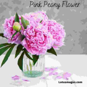 Pink peony flower meaning