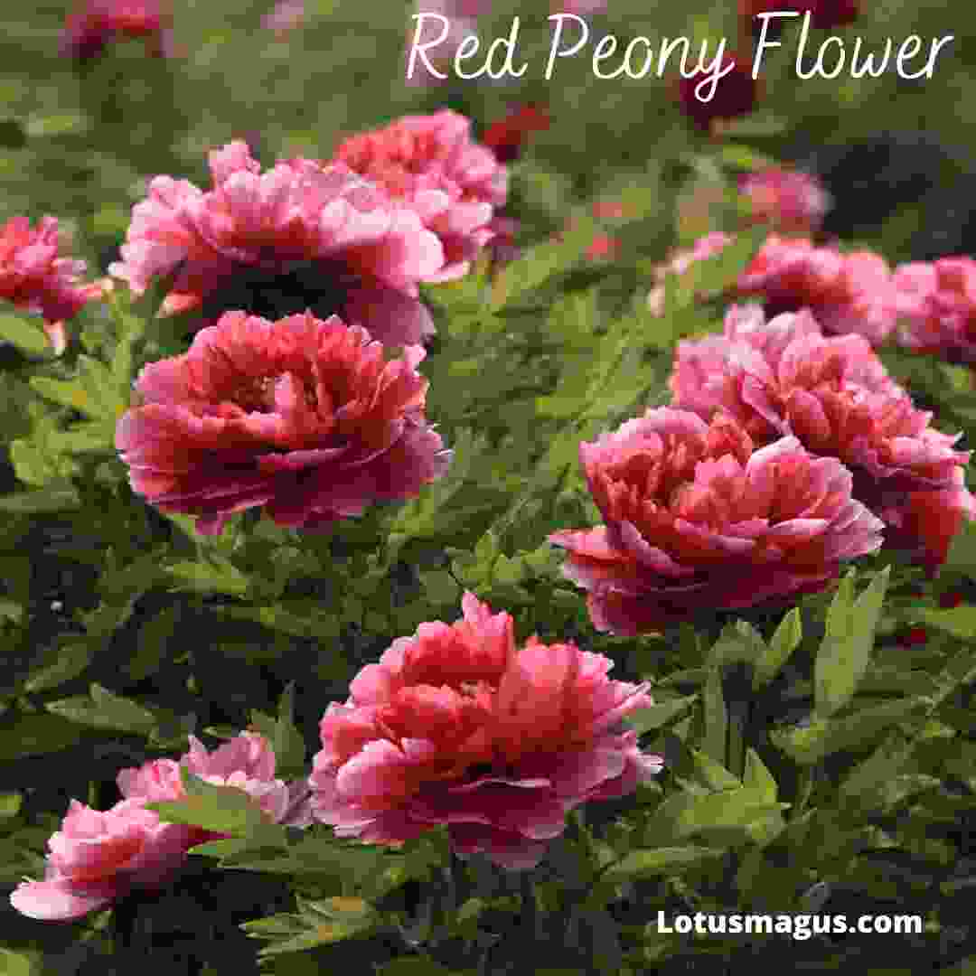 Red peony flower meaning