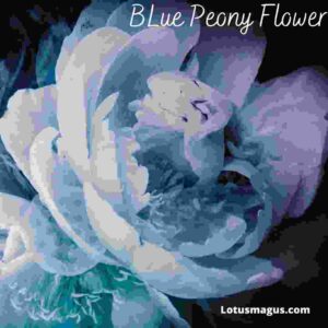 blue peony meaning