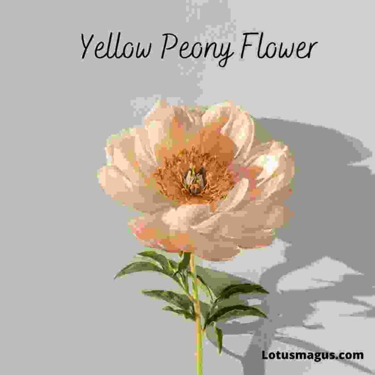 Peony Flower Meaning, Colors, Symbolism And 12 Facts (uk)