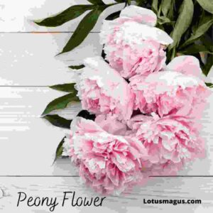 Peony Flower Meaning