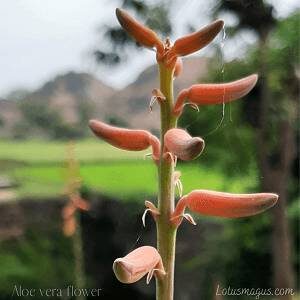 Aloe Vera Flowers Uses