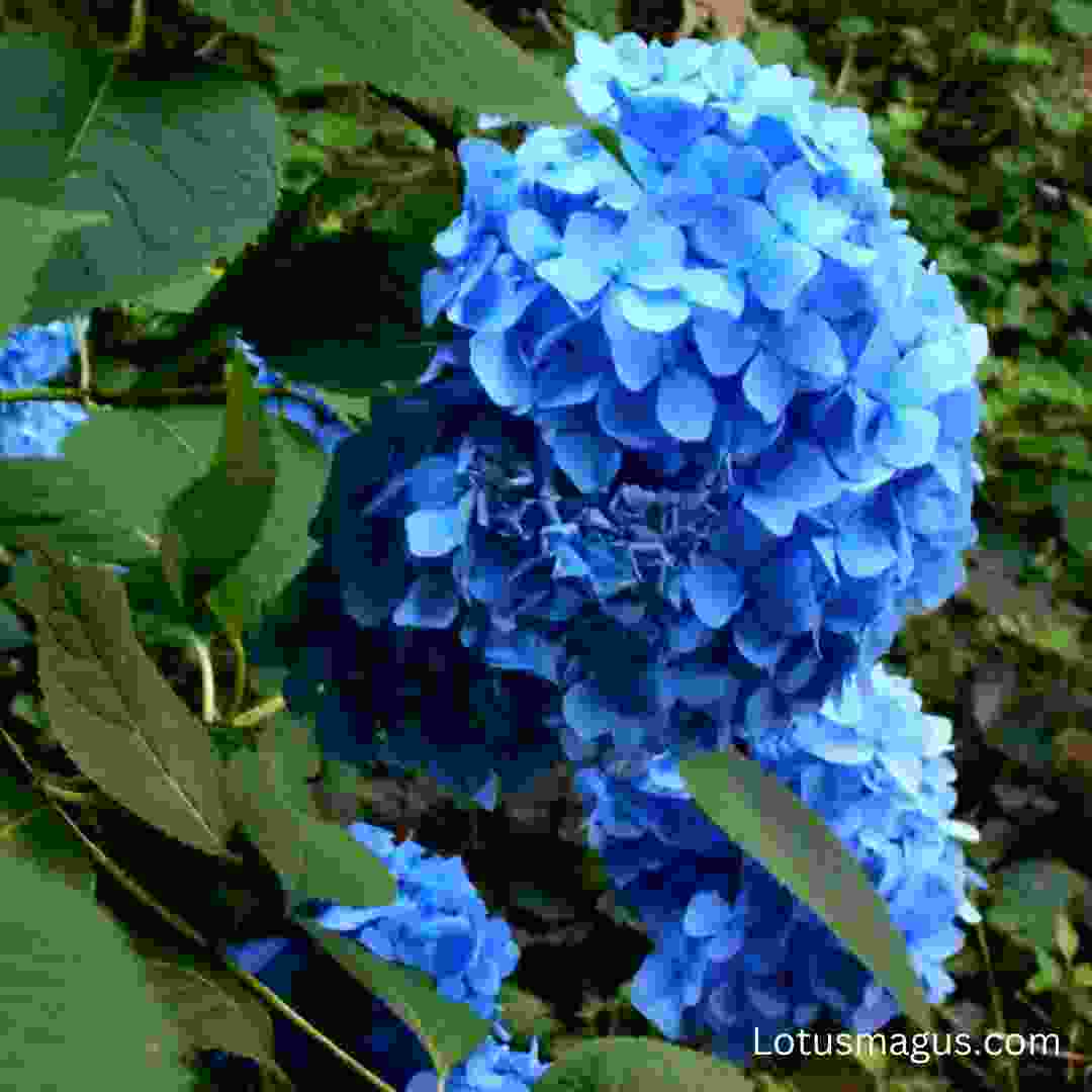 que significan las hortensias azules