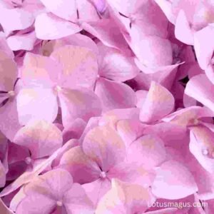 what do pink hydrangeas mean
