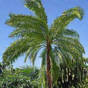 Pygmy date palm toxic to cats 