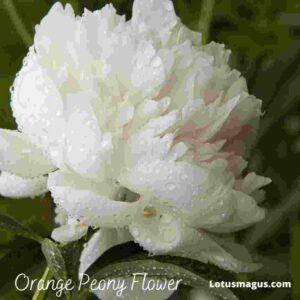 White peony flower meaning