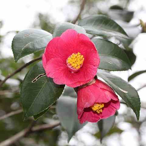 Camellia (Tsubaki)