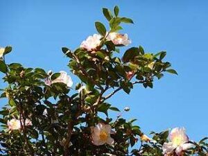 Sasanqua (Camellia Sasanqua)