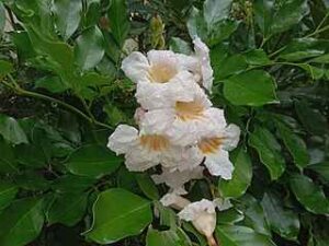China doll plant toxic to cats