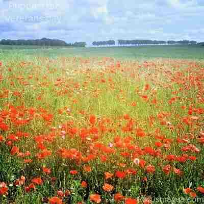 history of poppies