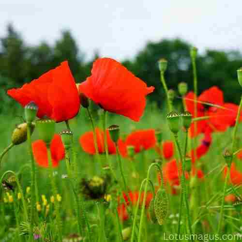 benefits of the poppy flower