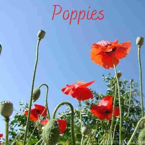 poppies