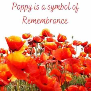 What Does The Poppy Flower Mean To The Military Symbol   Poppy Is A Symbol Of Remembrance 1 Compressed 300x300 