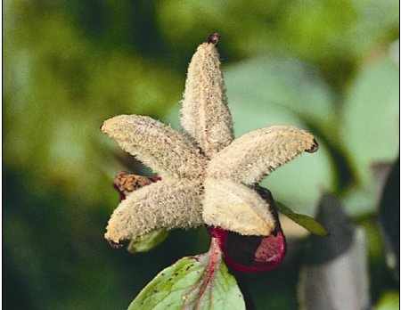 Peony Seeds Pods