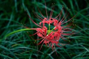 red spider lilies