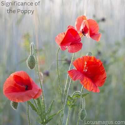 Significance of Poppies