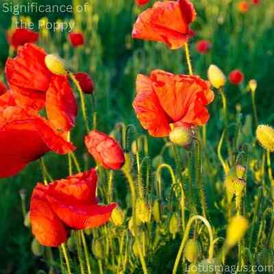 Poppies for remembrance day