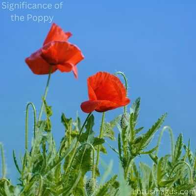 significance of poppies on anzac day