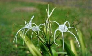 What do white spider lilies symbolize?