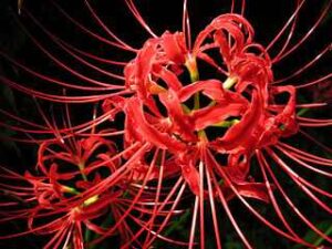 higanbana red japanese flower
