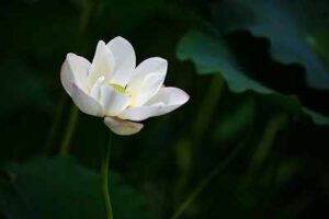 lotus flower 5