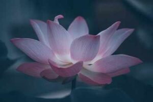 What Is The Meaning Of The Pink Lotus Flower?