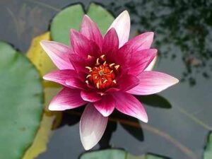 lotus flower 2
