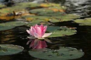 What is the spiritual meaning of a lotus flower?