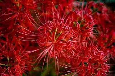 Red Spider Lily Info