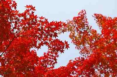 How quickly do Autumn Blaze maple trees grow?