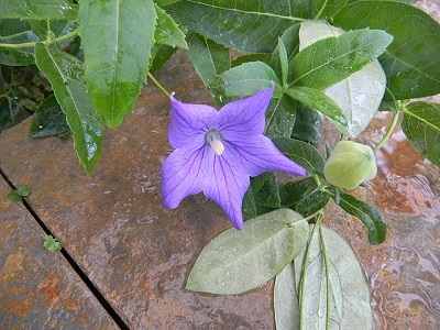 Is Balloon Flower Poisonous to Dogs?