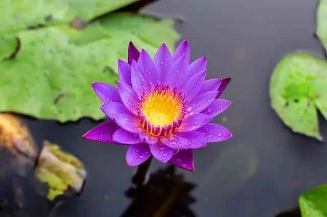 Blue lotus flower meaning