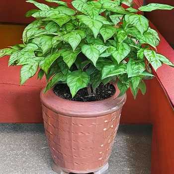 china doll plants outdoor