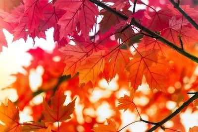 Dazzling foliage, maple