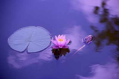 What Does A Lotus Flower Mean In Love?