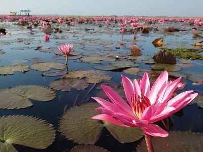 red lotus flower meaning