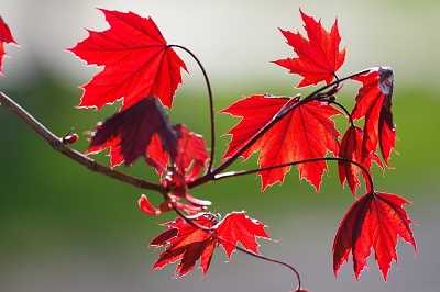 Autumn Blaze Maple Growth Rate - The growth rate of an Autumn Blaze Maple tree is quite fast. In its first year, it can grow up to 24 inches.