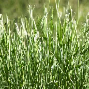 Can I plant grass seed in spring in PA?